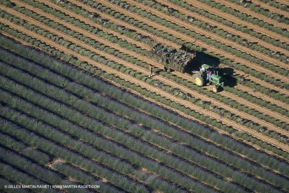 France, Provence, Lavender fields