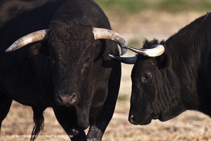 09 04 2011 - Arles (FRA,13) - Bulls fighting in Camargue