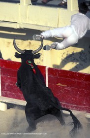 Camargue Bull game