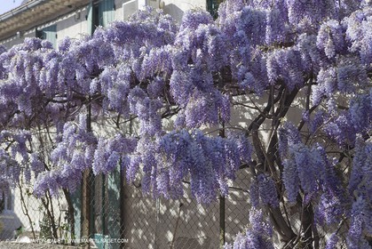 11 04 2008 - Saint Rémy de Provence (FRA, 13) - Glycines en fleur