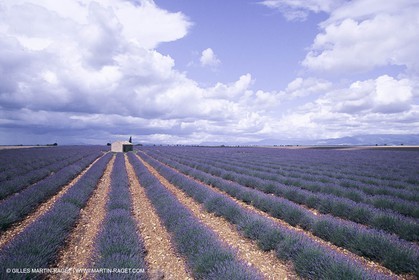 France, Provence, Lavender fields