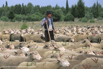 Saint Rémy de Provence (FRA,13) - Fête de la Transhumance