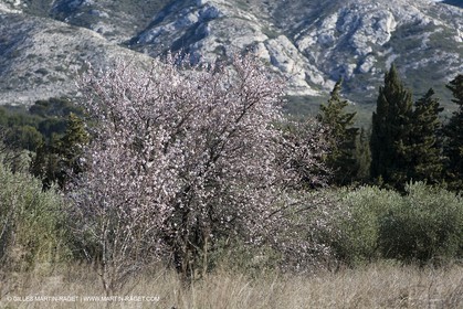 05 02 2008 - Arles (FRA, 13) - Paysages du Pays d'Arles