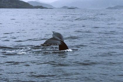 GMR_000206