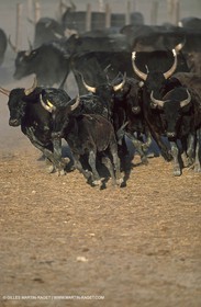 Taureaux de Camargue
