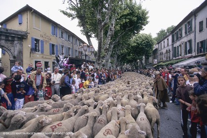 France, Provence, Moutons, bergers, élevage, transhumance