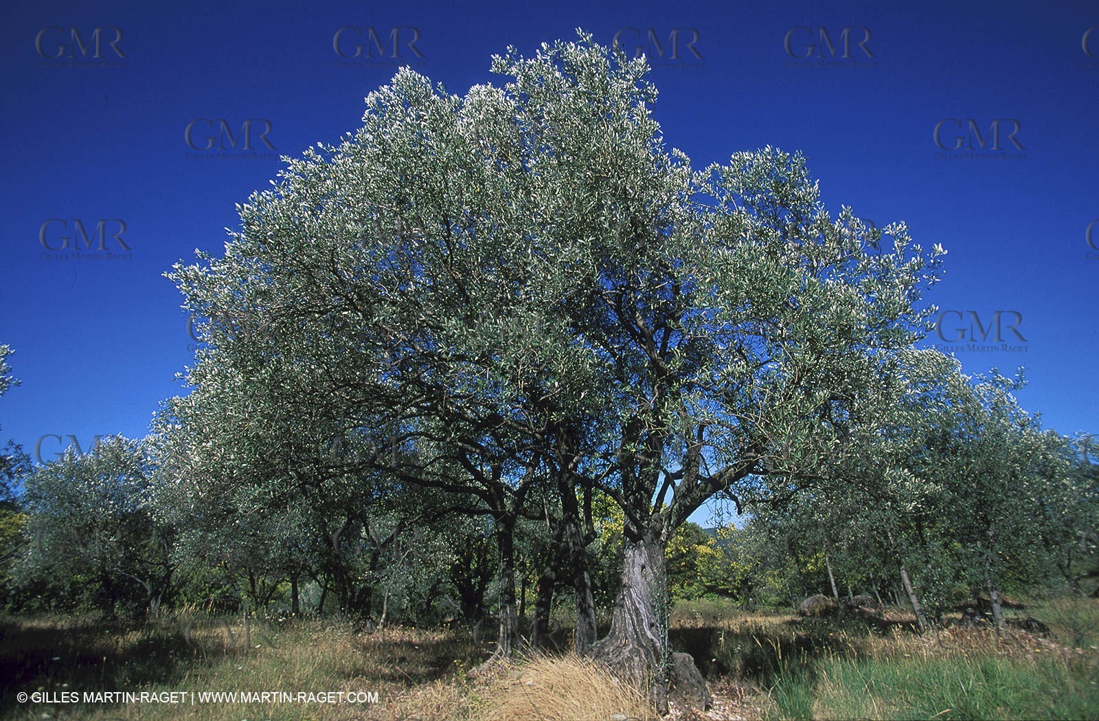 Olive Trees field