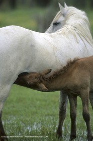 Camargue (FRA,13)