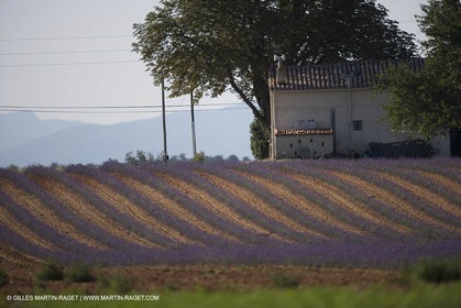13 08 2007 - Valensole (04) - lavender fields on Valensole plateau