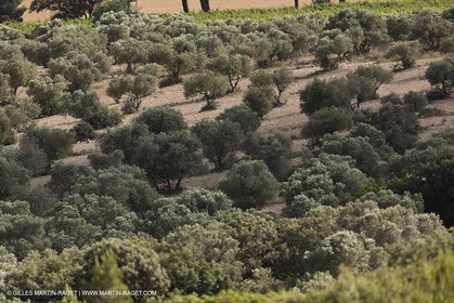 13 06 2012 - Lançon de Provence (FRA,13) - Domaine de Chateau Calissanne