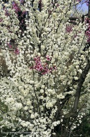 Luberon, Vaucluse (FRA,84) - Fruit trees blooming