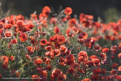 04 05 2008 - Saint Rémy de Provence (FRA, 13) - Paysages des Alpilles