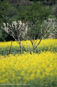 Alpilles (FRA,13), Champs de colza
