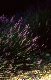 Lavander fields