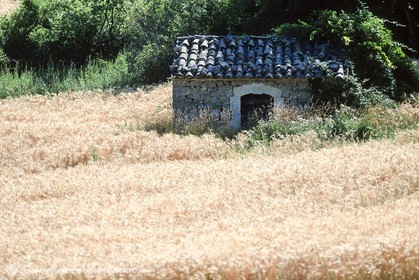 Hgher Provence - Lavender fields