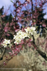 Luberon, Vaucluse (FRA,84) - Fruit trees blooming