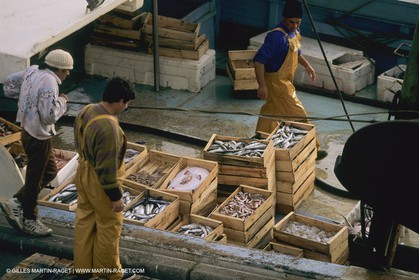 France, Provence, Pêche , Barques, pointus, pêche locale