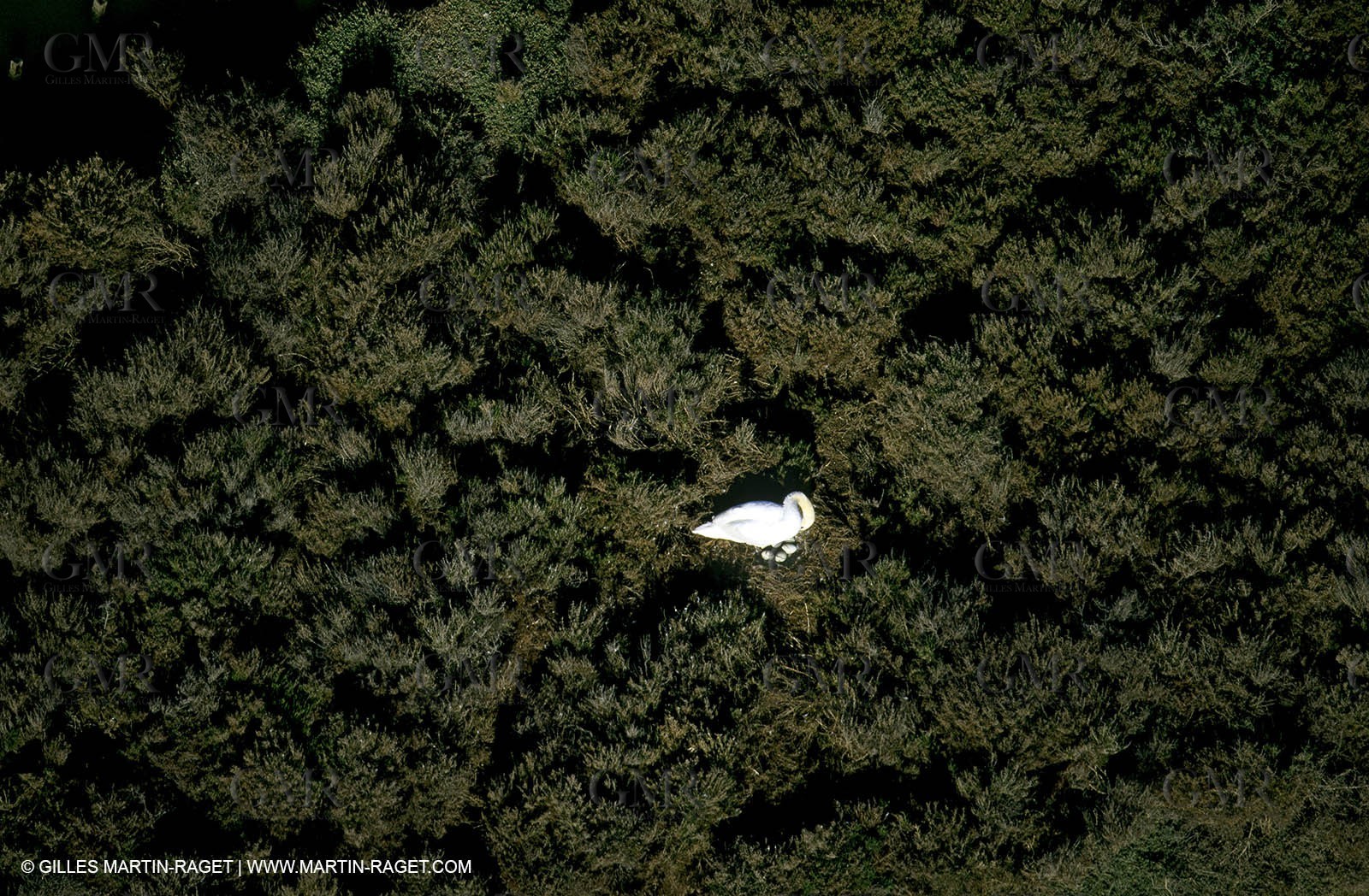 Swan nest - Marignane