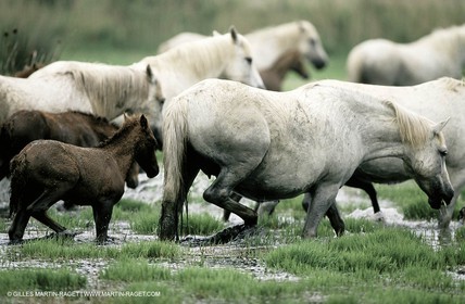 2000-2010- Arles - Les Saintes Maries de la mer (FRA,13) - Chevaux race Camargue