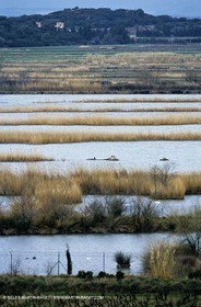Camargue (FRA,13) - Flamants roses en Camargue
