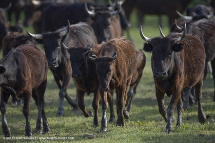 07 05 2008 - Le Cailar (FRA,30) - Tri à la manade du Mas du Pont de Laute