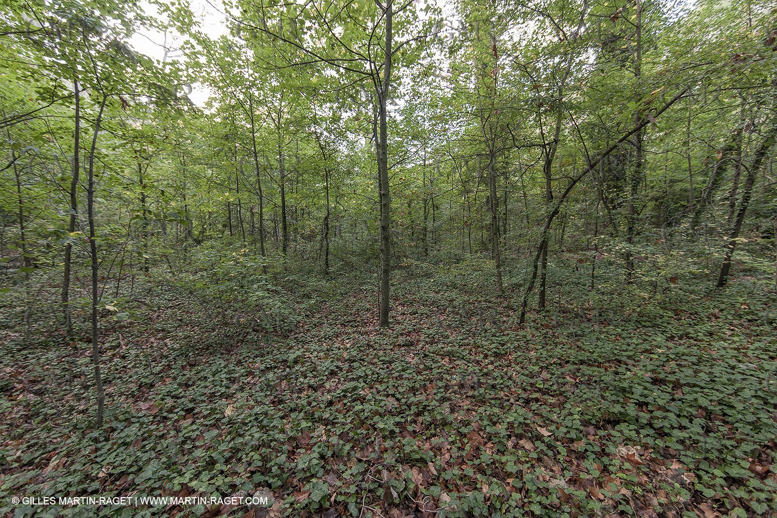 23 10 2012 - Gemenos (FRA) - Départemental Park of Saint Pons valley