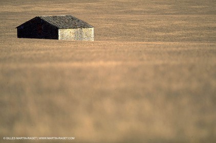 Cant in Corn field