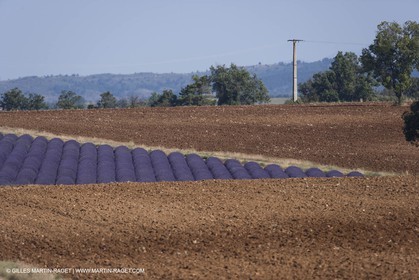 13 08 2007 - Valensole (04) - lavender fields on Valensole plateau