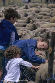 France, Provence, Moutons, bergers, élevage, transhumance