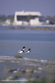 Provence sous la neige - Camargue