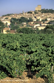 Côtes du Rhône - Chateauneuf du Pape