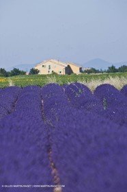 27 06 2011 - Valensole (FRA, 04) - Lavander fields