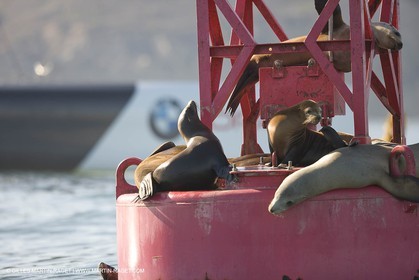 Animaux marins