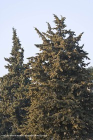 22 02 2008 - Saint Rémy de Provence (FRA, 13) - Alpilles hills landscapes