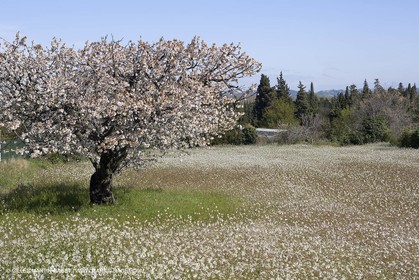 25 02 2005 - Arles and surroundings (FRA, 13) - Vincent Van Gogh south