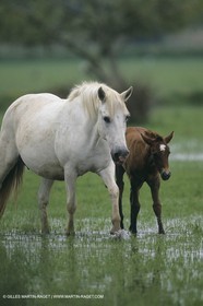 France, Provence, Camargue, White horses from Camargue