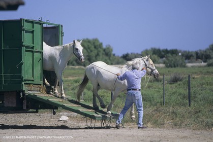 France, Provence, Camargue, Gardians de Camargue, métier, fêtes, élevage, tri