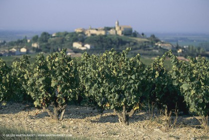 France, Provence, Vignobles des vins de Provence
