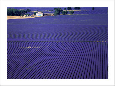 Produit : Tirage photo réalisé par nos soins sur imprimante jet d'encre professionnelle Epson à partir de 8 encres ultrachrome inaltérables (label Digigraphie).Formats au choix : . 30x40 cm. 50x70 cm. 80x120 cm.Choix des papiers :. Papier standard brillant 250 gr., filet noir, marge blanche, tirage non signé. Papier haut de gamme satiné 290 gr. filet noir, marge blanche, tirage vérifié et signé par l'auteur.. Autres supports (canvas, acrylique, dibond) sur demandeConditionnement : tube cylindrique renforcé.Options pour l'expédition : . colissimo + dépôt boîte aux lettres (France uniquement). Colissimo avec signature à réception. Transporteur express (2 jours ouvrés) avec signature à réceptionCliquez sur caddie pour sélectionner votre formule et démarrer la procédure de commande en ligne