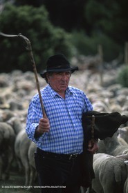 Saint Rémy de Provence (FRA,13) - Fête de la Transhumance