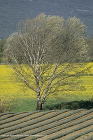 France, Provence, champs de Colza