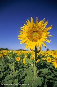 Luberon (FRA,84), Champs de tournesols