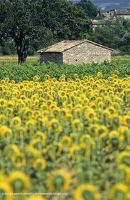 Luberon (FRA,84), Sunflower fields