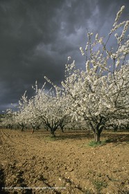 France, Provence, Arbres fruitiers en fleur   Spring bloom