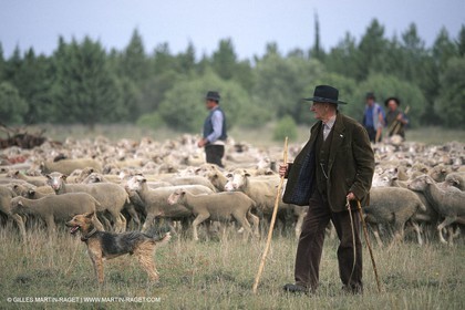 Saint Rémy de Provence (FRA,13) - Fête de la Transhumance