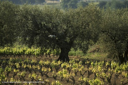 Luberon (FRA,84), Fall colors