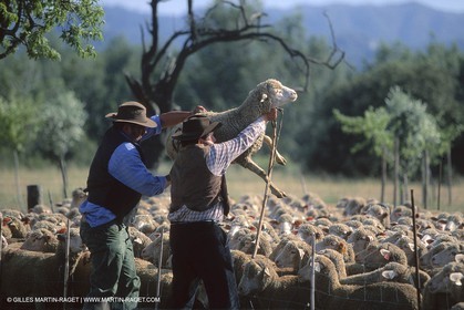 Saint Rémy de Provence (FRA,13) - Fête de la Transhumance