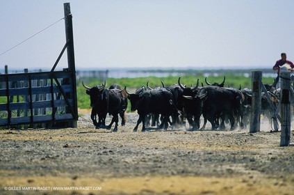 Bouches du Rhône, Camargue (FRA 13) - Taureaux de Camargue