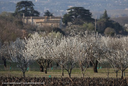 March 30th 2012 - Saint Saturnin les Apt (FRA, 84) - blooming cherry trees