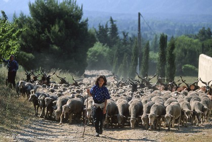 Saint Rémy de Provence (FRA,13) - Fête de la Transhumance